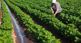 Sector agrario y agroalimentario puede solicitar ayudas económicas a través de Avalam