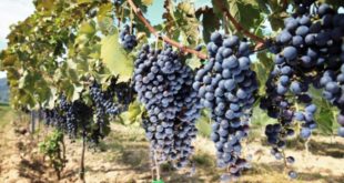 Región de Murcia exportará uvas de mesa a Vietnam el próximo verano