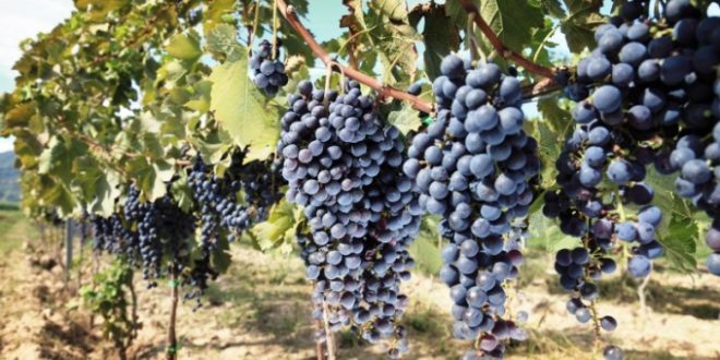 Región de Murcia exportará uvas de mesa a Vietnam el próximo verano