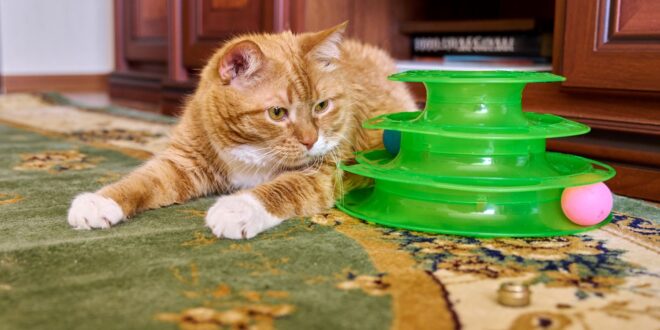 El impacto de los juguetes interactivos en el bienestar de los gatos