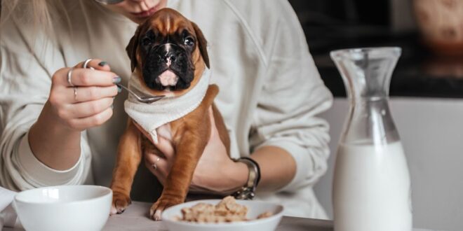¿Qué puede comer mi cachorro? Guía de alimentación